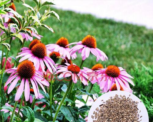 如何种植波斯菊？（从种子到开花，轻松打造自己的花园）