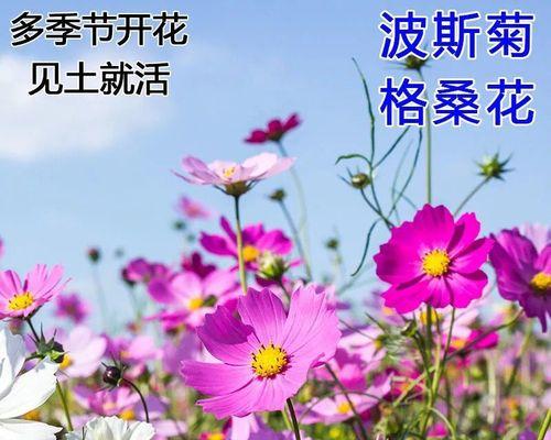 如何种植波斯菊？（从种子到开花，轻松打造自己的花园）