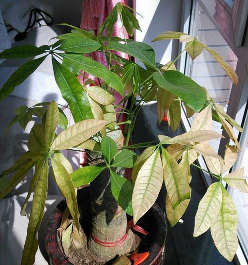 办公室内植物常见问题及解决办法（打造舒适办公环境，绿色生活从办公室开始）