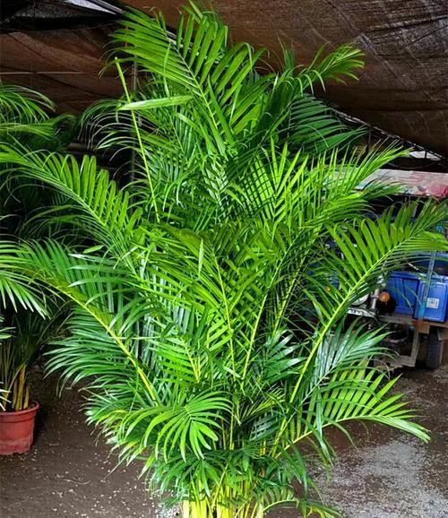 夏威夷椰子叶子发黄怎么办？（掌握养殖技巧，让椰树繁茂生长）