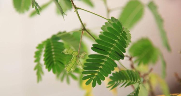 含羞草之谜（揭开含羞草成为害羞王者的奥秘）