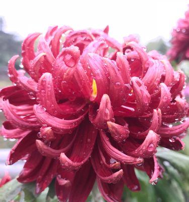 菊花之美——探析其特点与象征意义（凝重高洁，倚立不倒；神秘含蓄，传递情感）