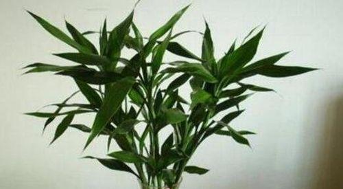 盆栽富贵竹的养殖方法（小巧精致的绿色佳品，让富贵在家中延续）