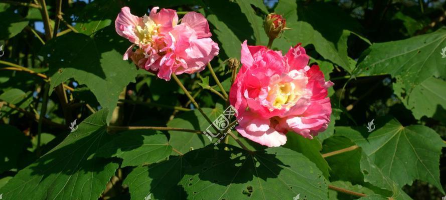 芙蓉花叶子卷边原因及处理方法（探究芙蓉花叶子卷边的症状及解决方案）