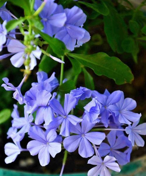 夏天的花海（绚丽多彩的花朵在炎炎夏日绽放）