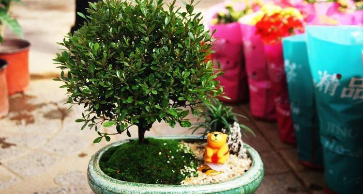 小叶赤楠——一种好养的室内绿植（小叶赤楠的特点及养护技巧）
