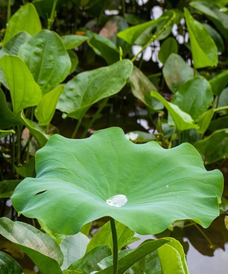 荷花叶子发干发白的原因与解决方法（探究荷花叶子发干发白的原因及如何进行有效治疗）