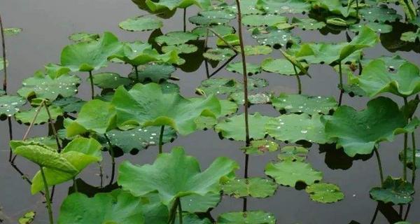 荷花叶子发干发白的原因与解决方法（探究荷花叶子发干发白的原因及如何进行有效治疗）