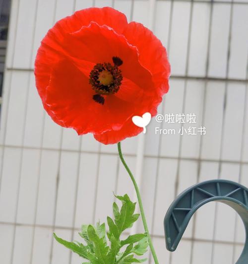 虞美人的种植方法（从选种到养护，一步步教你种好虞美人）