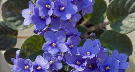 紫罗兰花的养殖方法（健康的紫罗兰花怎样才能茁壮成长？）