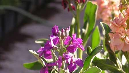 紫罗兰花的养殖方法（健康的紫罗兰花怎样才能茁壮成长？）