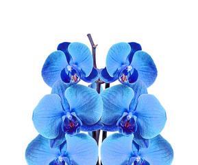 蓝色蝴蝶兰的迷人之处（色彩亮丽的蓝色品种、如何养护蓝色蝴蝶兰）