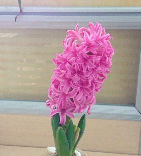 如何成功养殖土培风信子（注意事项与详细指南助您打造美丽室内花园）