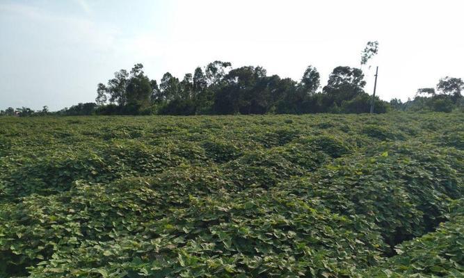 霍香种植技术详解（打造霍香种植园的最新方法）