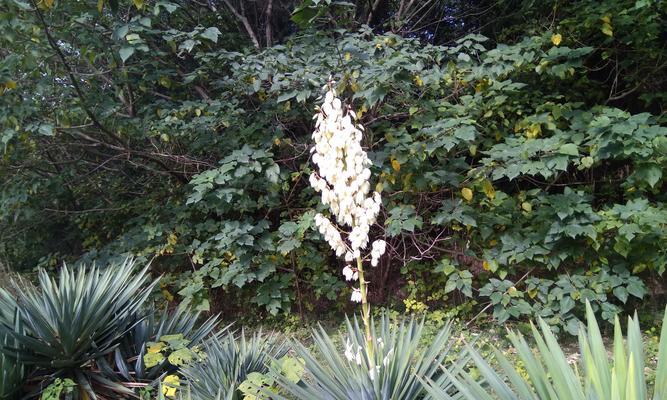 龙舌兰花的养殖方法（轻松培育多肉植物，享受纯净生活）