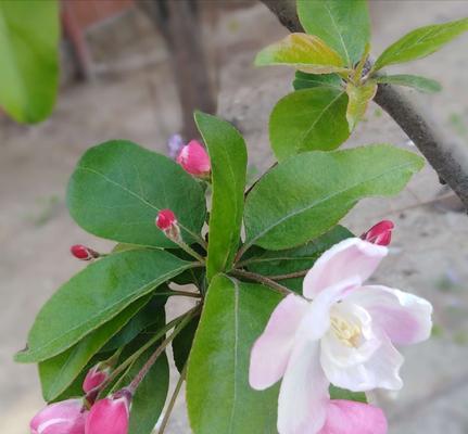 神仙花的奇妙之旅（探寻神仙花的魅力和妙用）