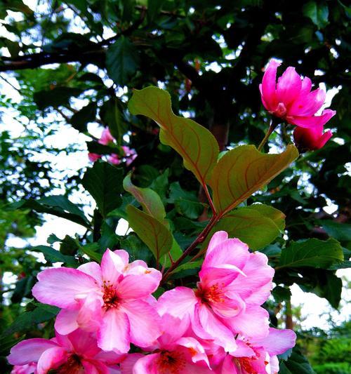 赏秋花，寻美景（探秋花之美，感受落叶时光）