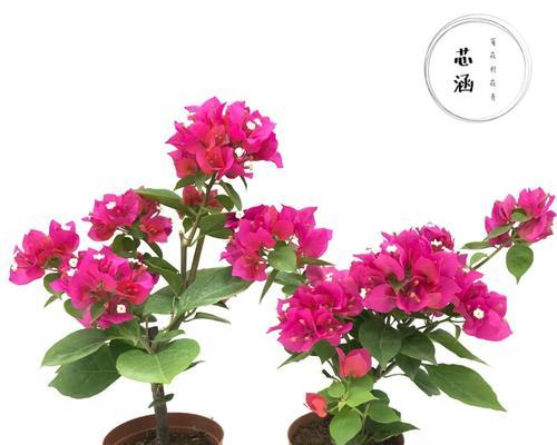 四季常青，一年四季开花的盆栽（植物王国中的全能战士——常青植物）