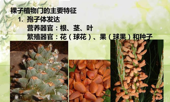 裸子植物的起源与演化（从古至今，裸子植物的生命之旅）