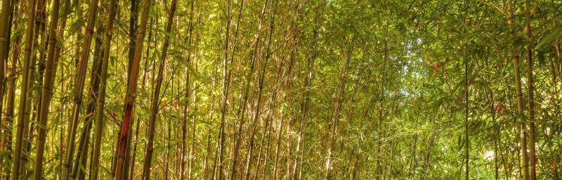 竹子（探究竹子的分类、特征与性质）