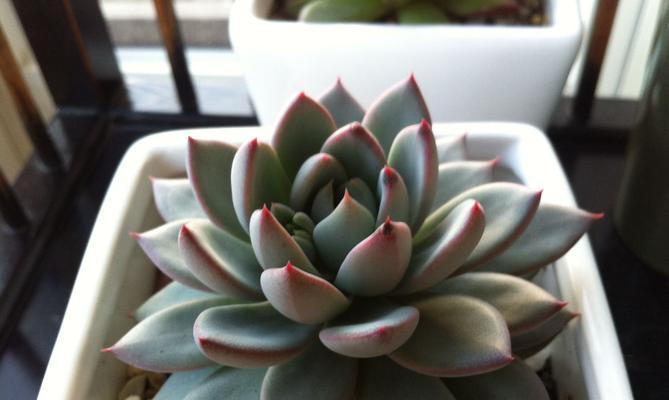 多肉种植教程——图片详解（打造属于自己的多肉花园，分享多肉爱好者的心得）