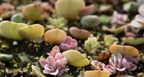 多肉种植教程——图片详解（打造属于自己的多肉花园，分享多肉爱好者的心得）