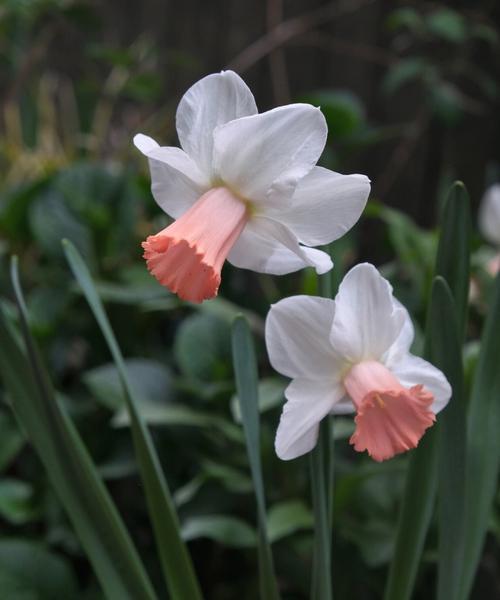 水仙花，春天的使者（盛开在寒冷季节的美丽花朵）