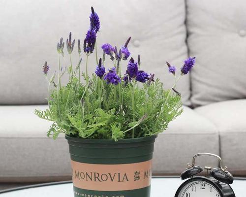室内盆栽薰衣草的种植方法（如何在家中种植薰衣草，打造舒适的室内环境）