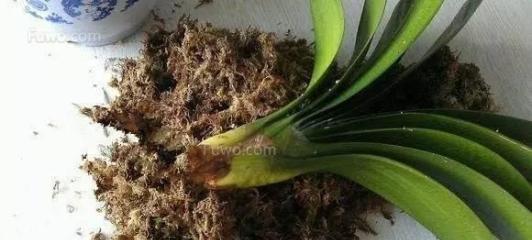 快速挽救烂根君子兰（掌握生根技巧，让君子兰健康茁壮）
