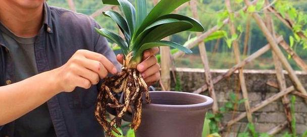 快速挽救烂根君子兰（掌握生根技巧，让君子兰健康茁壮）
