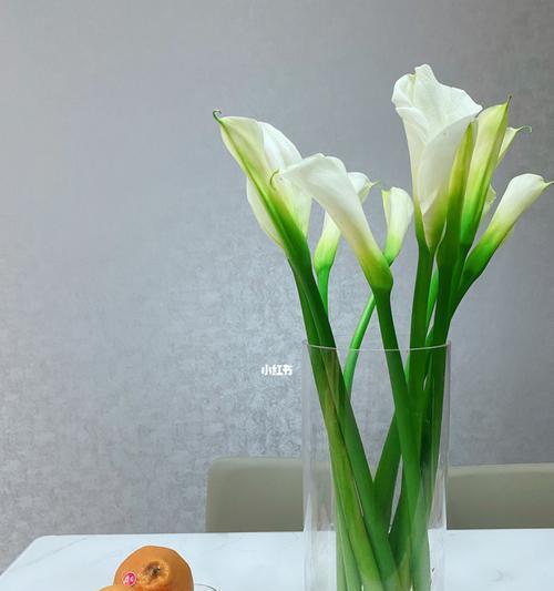 马蹄莲的象征意义（传递自由、美丽与坚强）