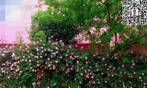 蔷薇花的冬季养护（蔷薇花冬天怕冻吗？如何给蔷薇花做好冬季养护？）