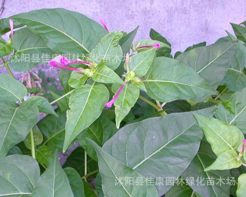 怎样种植紫茉莉种子？（详细介绍紫茉莉种子的种植方法和注意事项。）