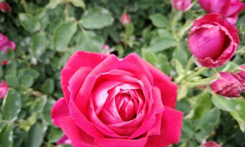 玫瑰花的品种与特点（了解玫瑰花的多样性，欣赏玫瑰花的美丽）