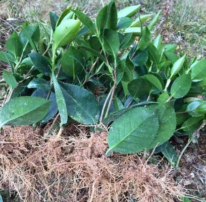 茶花插扦生根快的方法（8个技巧帮你成功种植茶花）