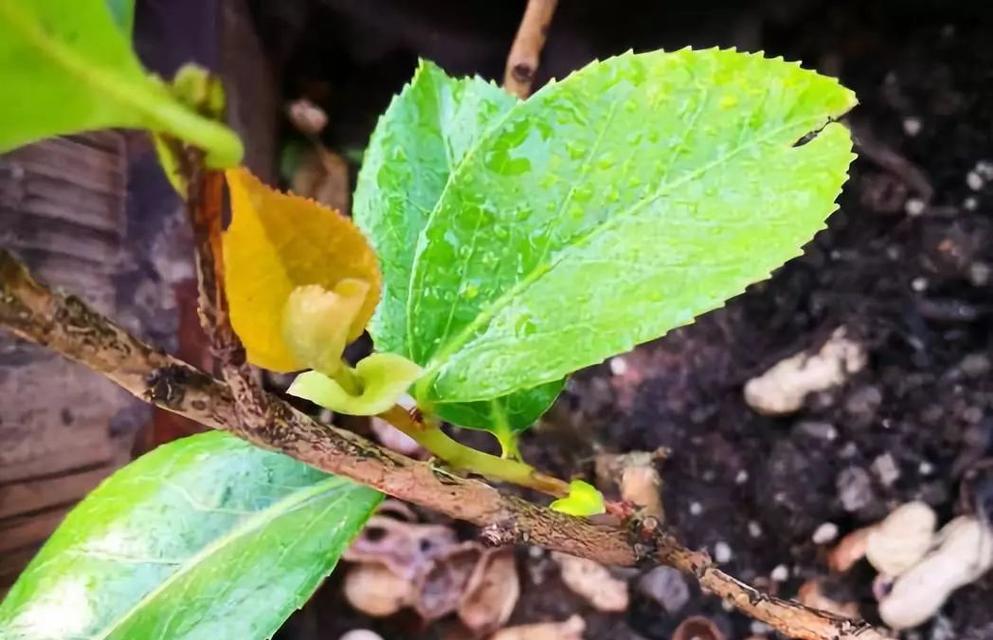 茶花插扦生根快的方法（8个技巧帮你成功种植茶花）