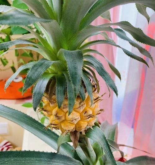 菠萝的种植方法与条件（从选址到收成，全方位教你种植菠萝！）