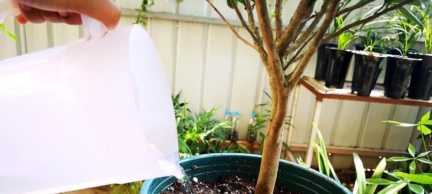 盆栽茶花如何正确浇水