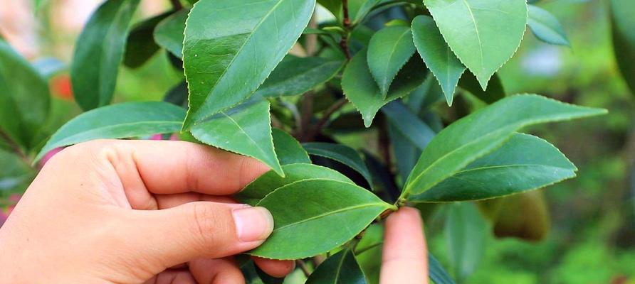 盆栽茶花如何正确浇水