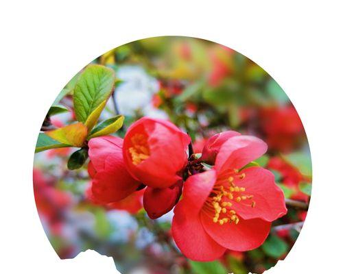 海棠花——红颜醉人，倾国倾城