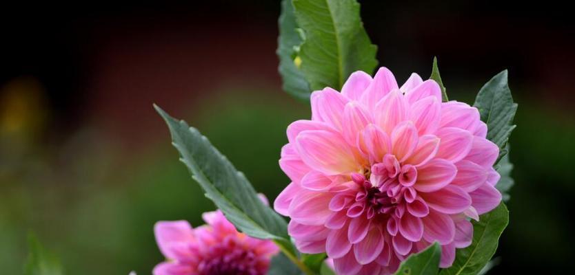 花开花落中的花语寓意（揭秘各种花的含义与象征——花语篇）