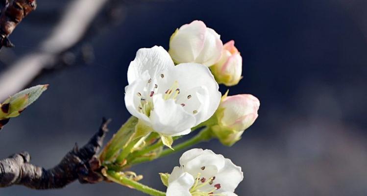 梨花花语（传递美好祝愿的花海）