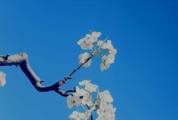 梨花花语（传递美好祝愿的花海）