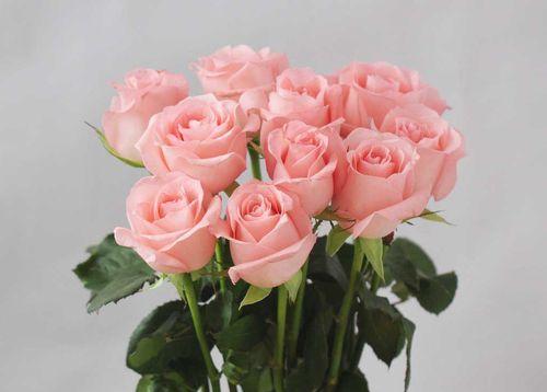 粉色玫瑰花的花语与寓意（探寻粉色玫瑰花的神秘面纱——玫瑰花语和心情）