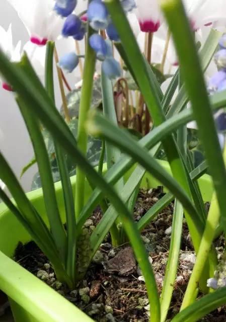 探究花芽分化的代表意义（解析花芽分化现象及其重要性）