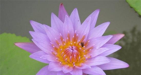 紫色睡莲的花语（深情、雅致、清新）