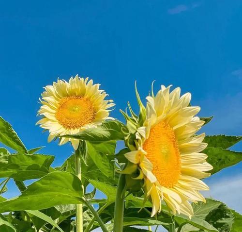 向日葵的花语及寓意（解读向日葵的十大含义，让你更了解这朵花的神秘力量）