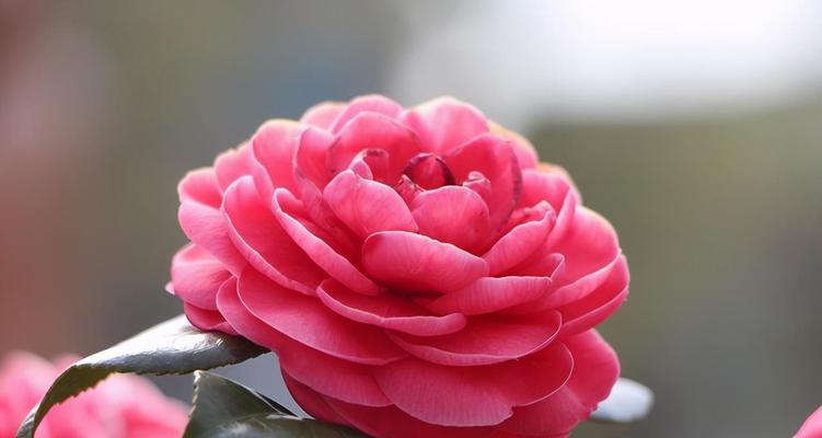 红色山茶花的花语与含义（揭开红色山茶花的神秘面纱）