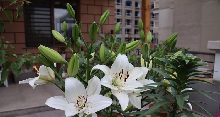 解读百合花的花语和寓意（传递真爱与美好祝愿，纯洁和谦逊的代表）