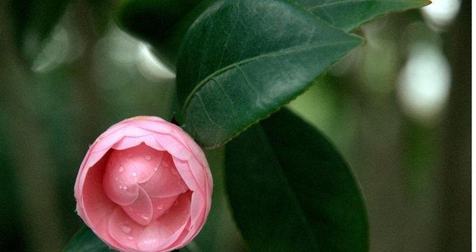 山茶花的意义（从开花到品种，解读山茶花的美丽与寓意）